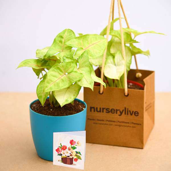 Syngonium Cream Allusion - Corporate Gift (set of 30) - Image 3