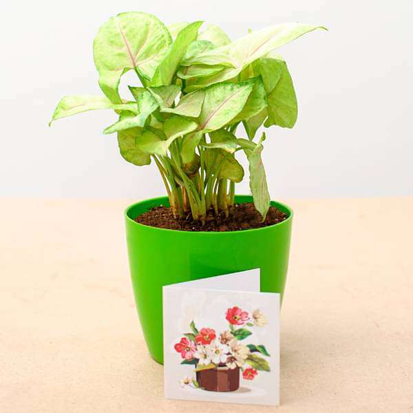 Syngonium Cream Allusion - Corporate Gift (set of 30) - Image 4