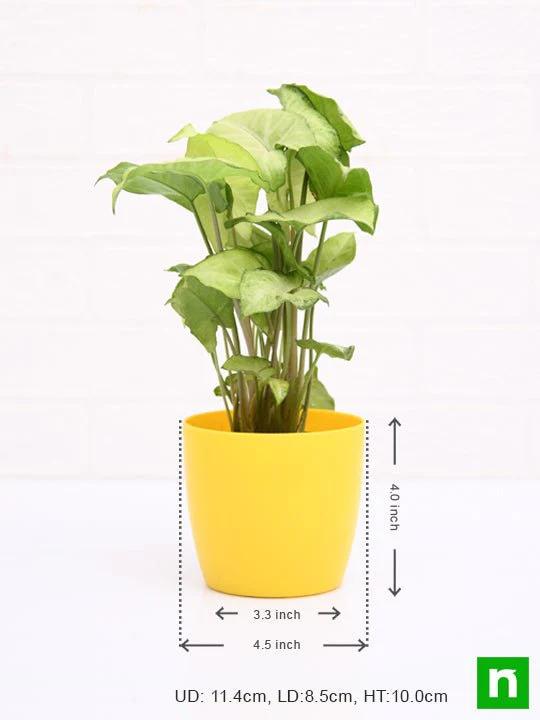 Syngonium Green - Plant - Image 3