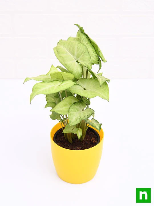 Syngonium Green - Plant - Image 4