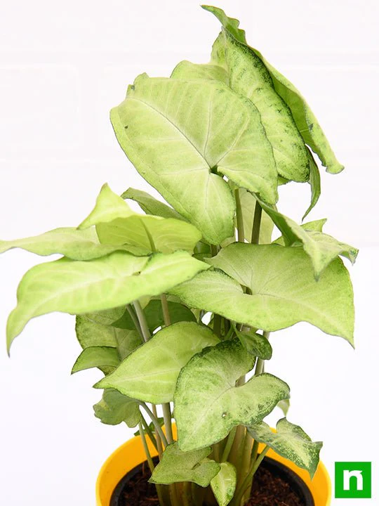 Syngonium Green - Plant - Image 5