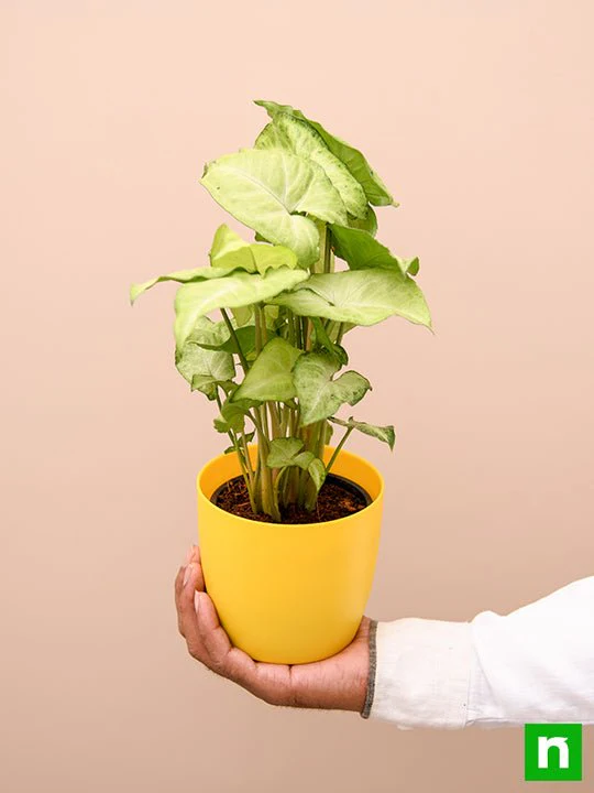 Syngonium Green - Plant - Image 6