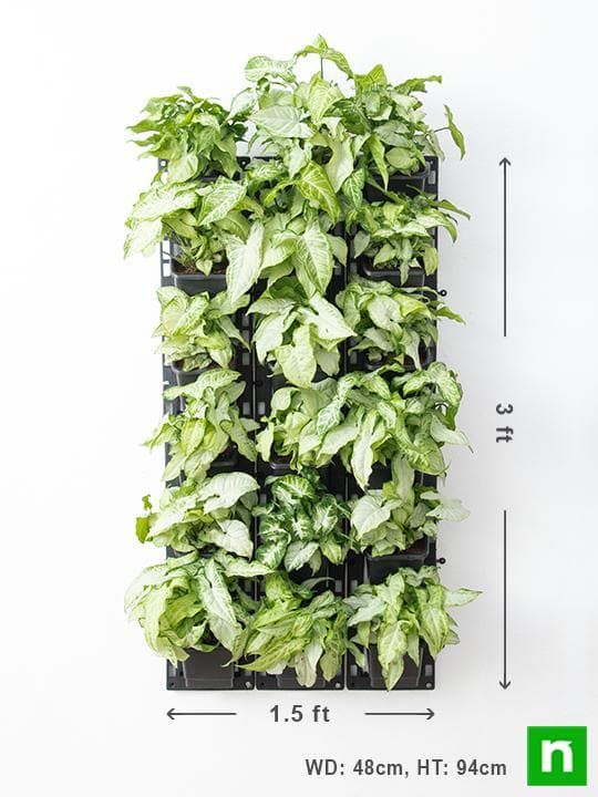 Syngonium Green Wall to Beautify Indoor Space - Image 3