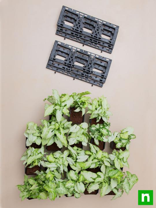 Syngonium Green Wall to Beautify Indoor Space - Image 4