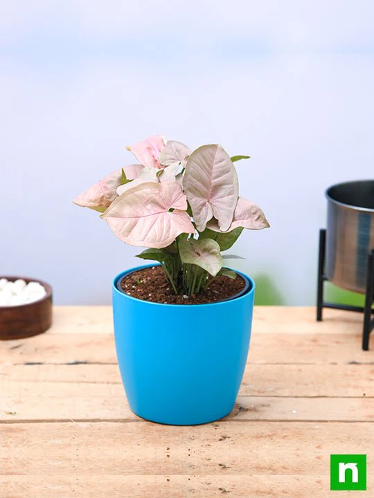 Syngonium (Pink) - Plant - Image 3