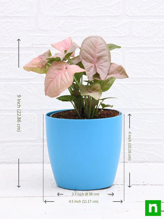 Syngonium (Pink) - Plant - Image 4