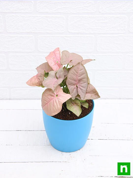 Syngonium (Pink) - Plant - Image 5