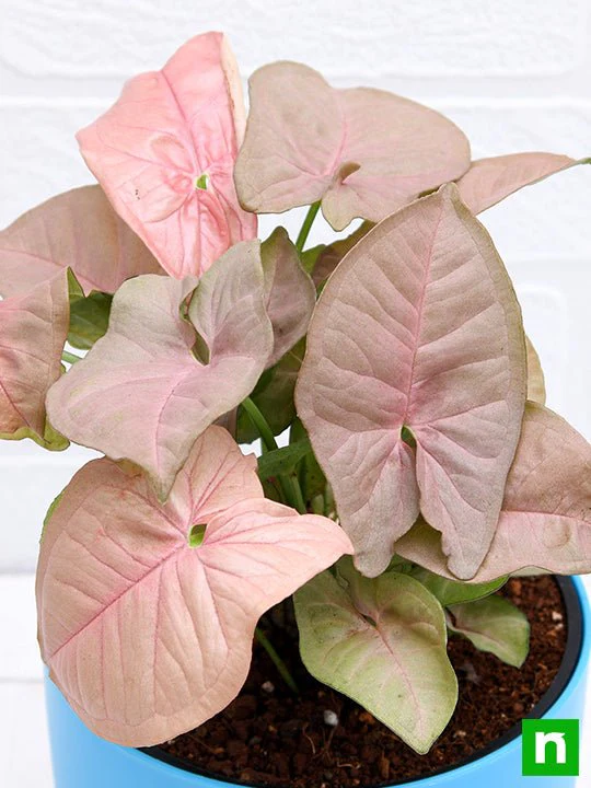Syngonium (Pink) - Plant - Image 6