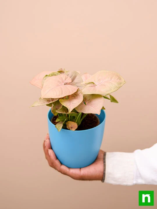 Syngonium (Pink) - Plant - Image 7