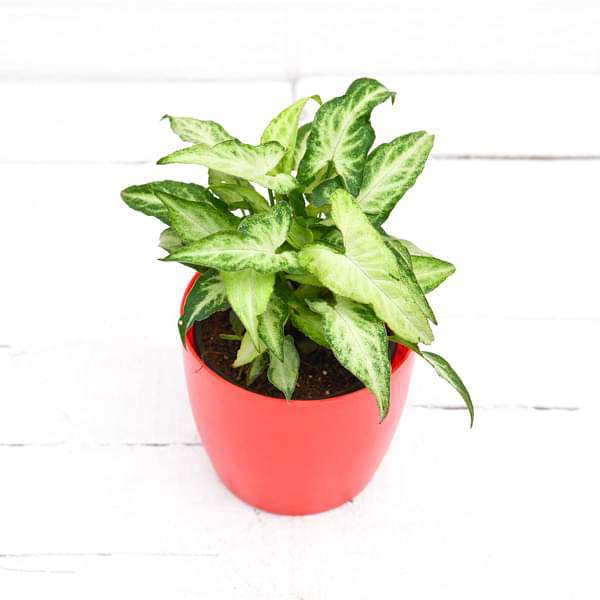 Syngonium podophyllum Mini Pixie - Plant - Image 3