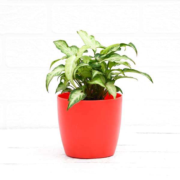 Syngonium podophyllum Mini Pixie - Plant - Image 4