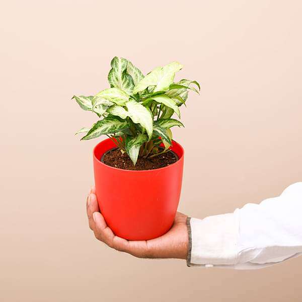 Syngonium podophyllum Mini Pixie - Plant - Image 5