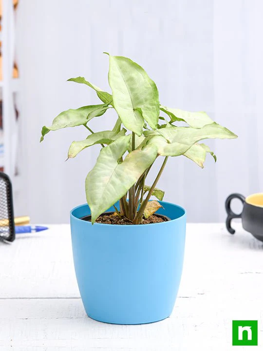 Syngonium Podophyllum Silver Pearl - Plant - Image 3