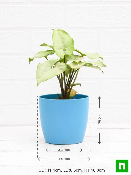 Syngonium Podophyllum Silver Pearl - Plant - Image 4