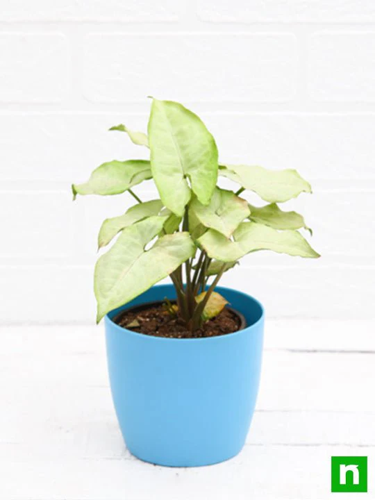 Syngonium Podophyllum Silver Pearl - Plant - Image 5