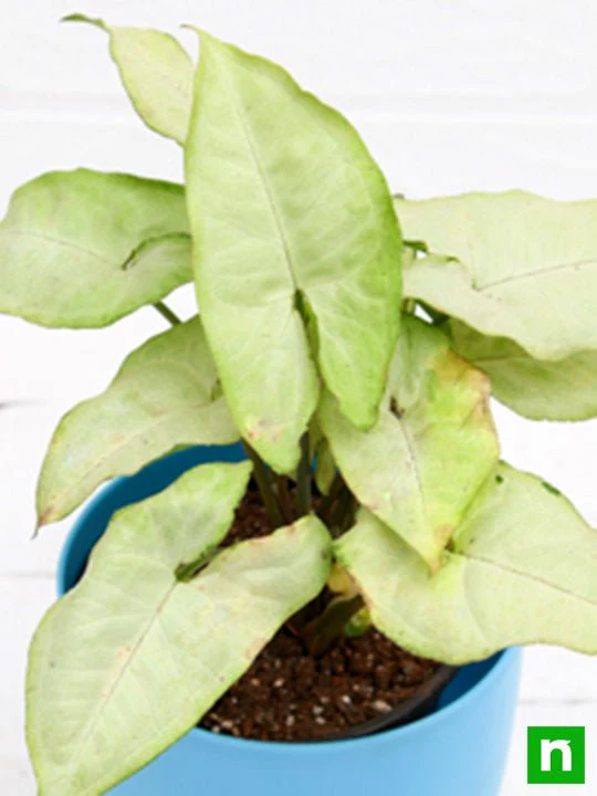 Syngonium Podophyllum Silver Pearl - Plant - Image 6