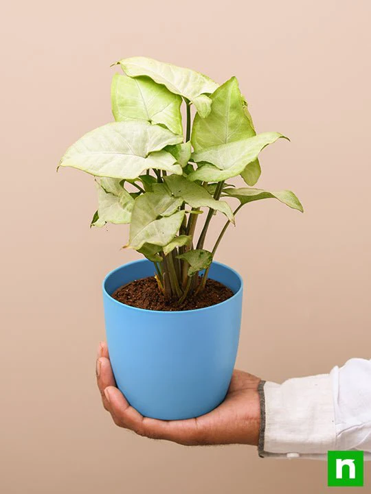 Syngonium Podophyllum Silver Pearl - Plant - Image 7