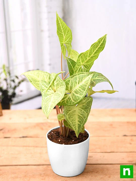 Syngonium Podophyllum White Butterfly - Plant - Image 3