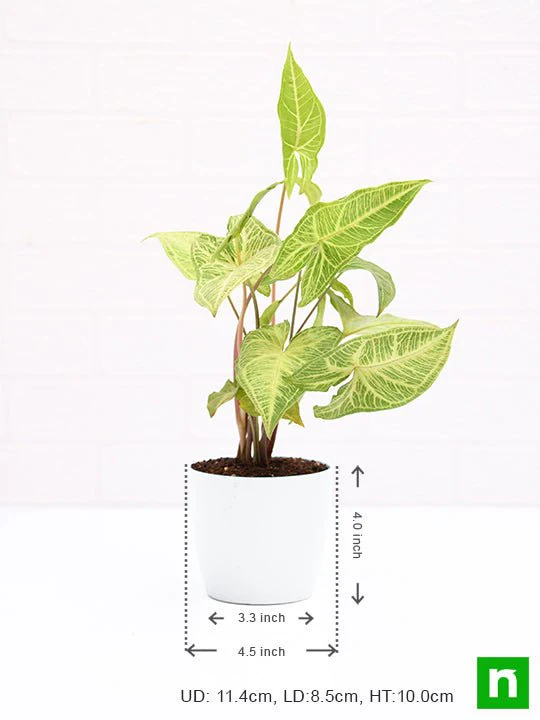 Syngonium Podophyllum White Butterfly - Plant - Image 4