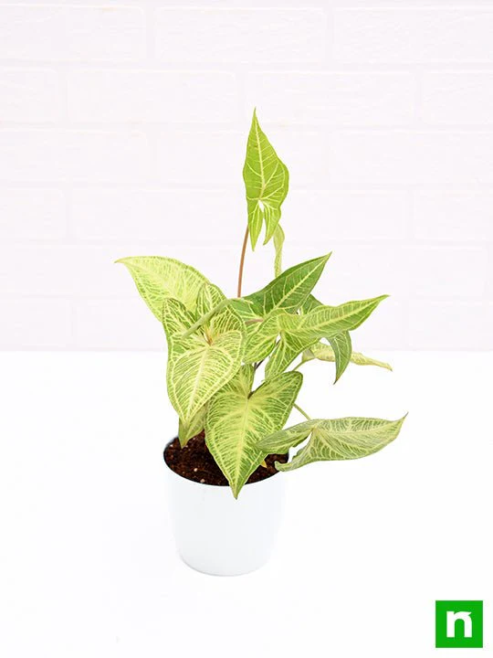 Syngonium Podophyllum White Butterfly - Plant - Image 5