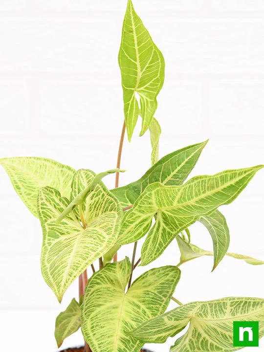 Syngonium Podophyllum White Butterfly - Plant - Image 6