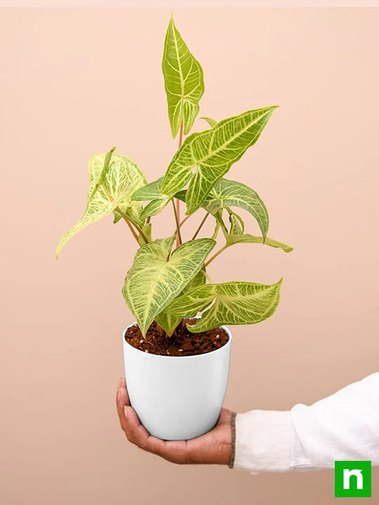 Syngonium Podophyllum White Butterfly - Plant - Image 7