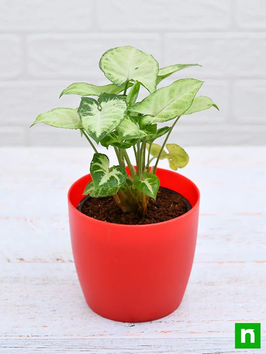 Syngonium variegated - Plant - Image 3
