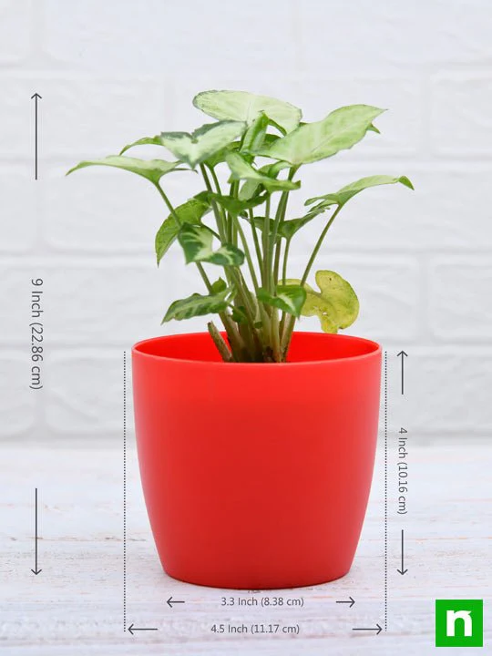 Syngonium variegated - Plant - Image 4