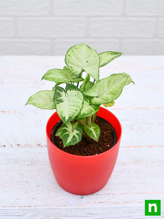 Syngonium variegated - Plant - Image 5