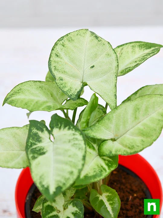 Syngonium variegated - Plant - Image 6