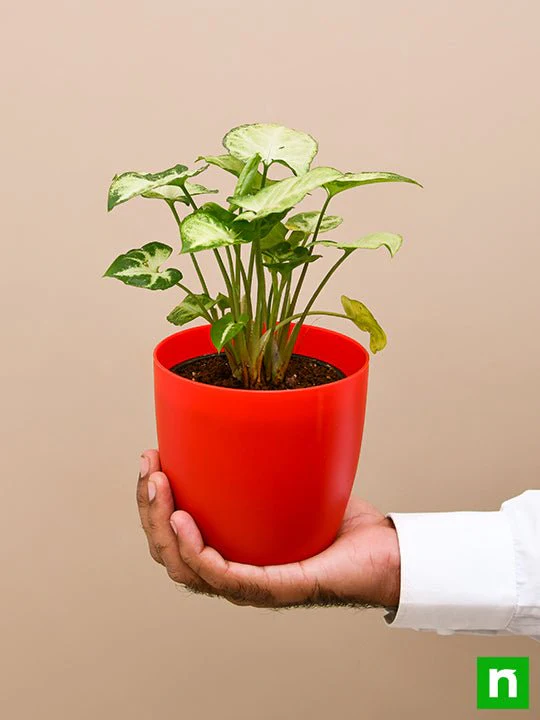 Syngonium variegated - Plant - Image 7