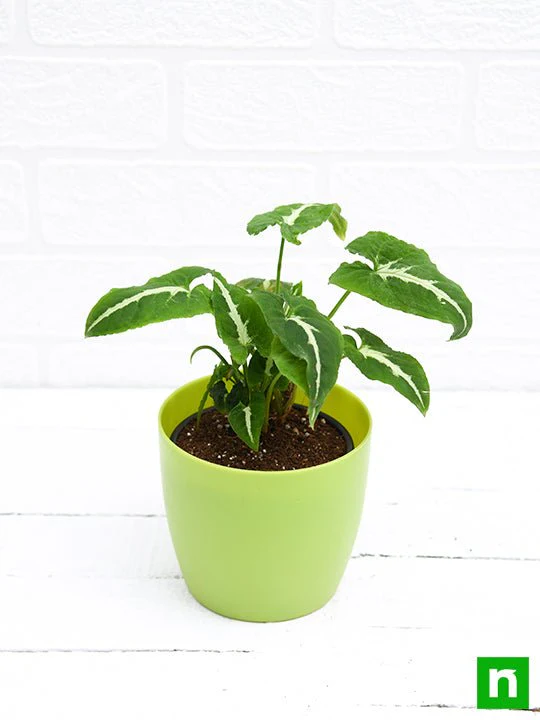 Syngonium wendlandi - Plant - Image 3