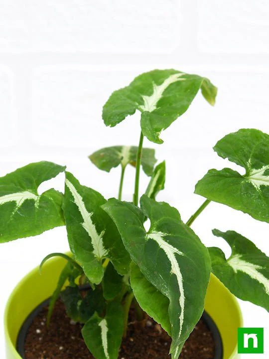 Syngonium wendlandi - Plant - Image 4