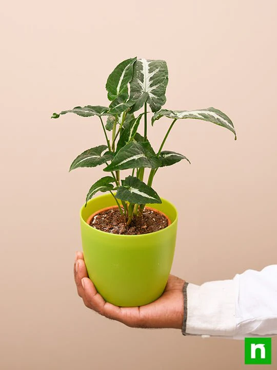 Syngonium wendlandi - Plant - Image 5