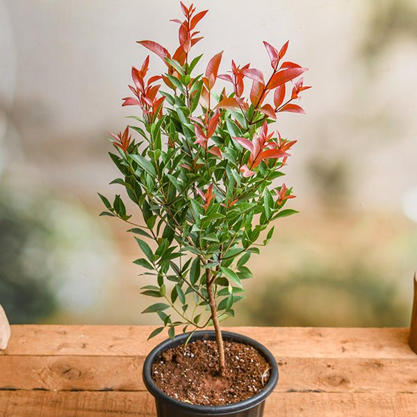 Syzygium Campanulatum, Christina tree - Plant