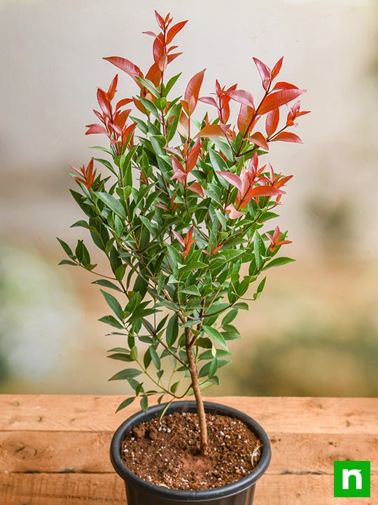 Syzygium Campanulatum, Christina tree - Plant - Image 2