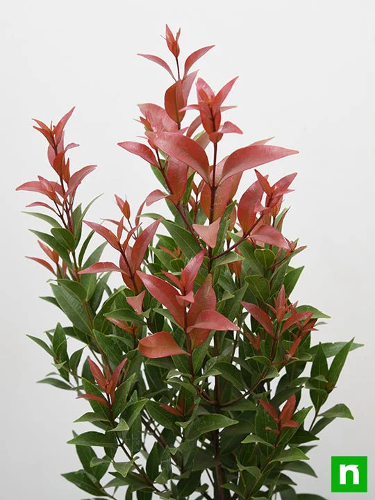 Syzygium Campanulatum, Christina tree - Plant - Image 5