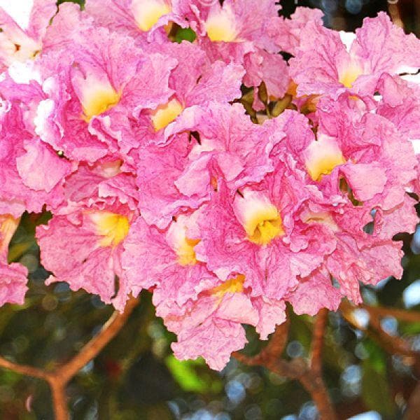 Tabebuia Rosea, Savannah Oak - Plant - Image 2