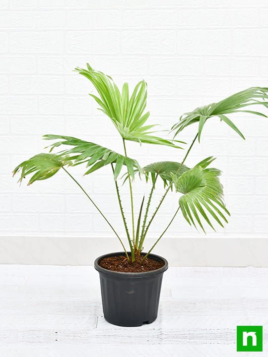 Table palm, Umbrella Palm - Plant - Image 2
