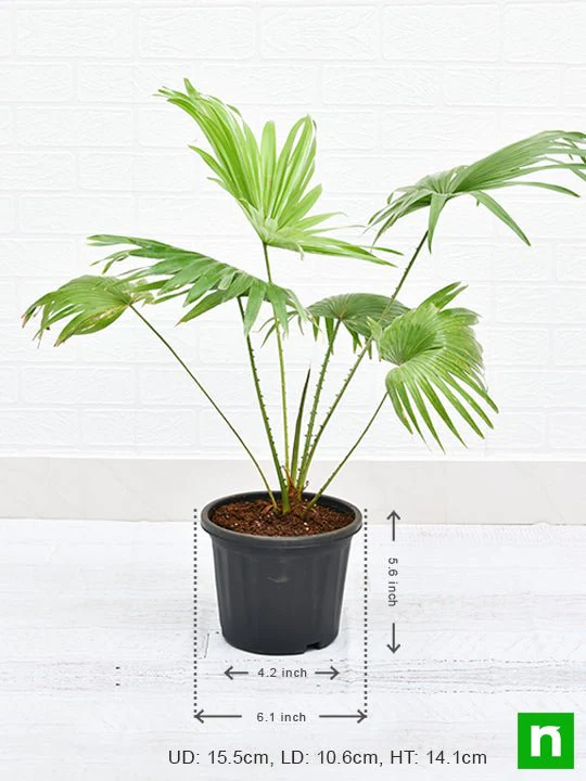 Table palm, Umbrella Palm - Plant - Image 3