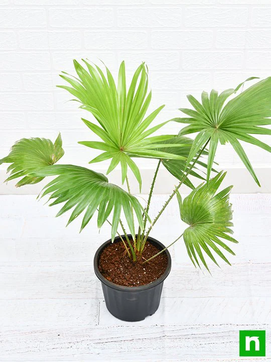Table palm, Umbrella Palm - Plant - Image 4