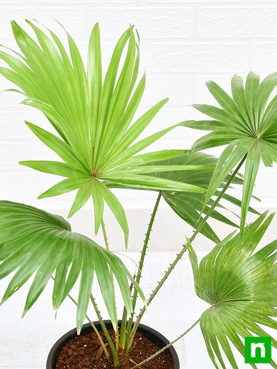 Table palm, Umbrella Palm - Plant - Image 5