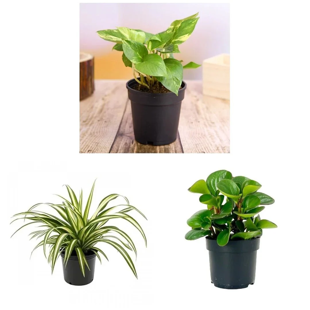Table Top / Office Desk Plants For Removing Indoor Toxins - Image 2