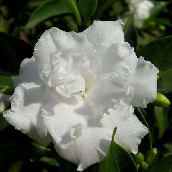 Tagar Double - Plant