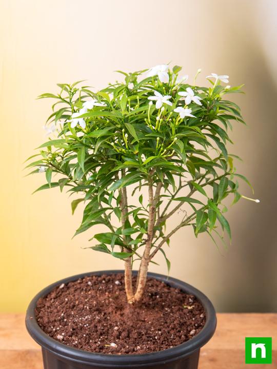 Tagar Mini - Plant - Image 2