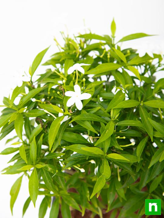 Tagar Mini - Plant - Image 3