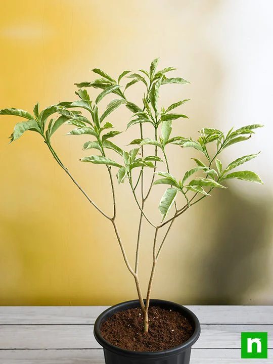 Tagar Variegated - Plant - Image 2