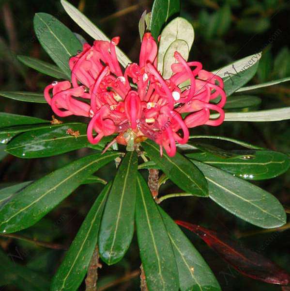 Tasmanian Waratah, Telopea Truncata - Plant
