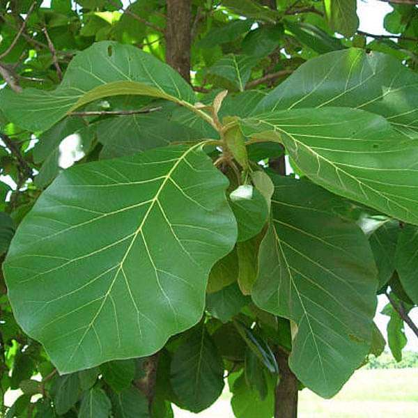 Teakwood, Sagwan - 0.5 kg Seeds - Image 3
