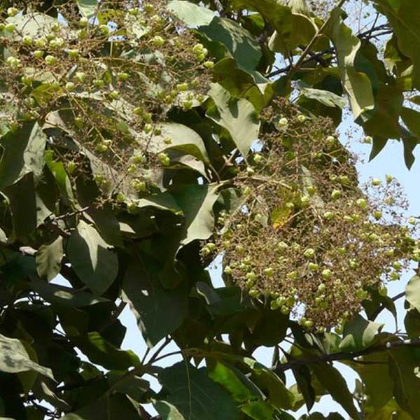Teakwood, Sagwan - 0.5 kg Seeds - Image 4